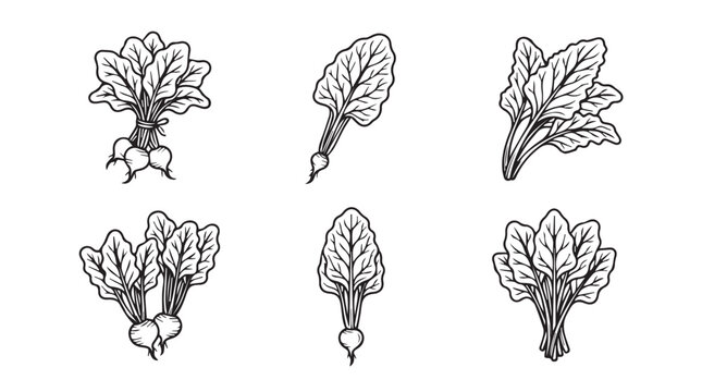Assortment of hand-drawn beet greens and roots with vegetable illustration botanical nutrition agriculture culinary ingredients bounteous vegetarian vitality wholesome zucchini