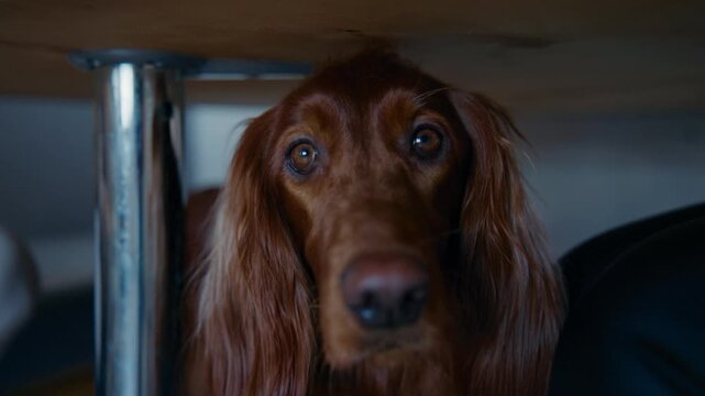 Long-haired red Irish Setter dog peeks from under a table. Its eyes show curiosity or slight anxiety. The dim, cozy room suggests a quiet indoor moment