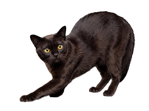 Playful black domestic cat with sleek fur stretching gracefully, looking ahead, isolated on transparent background.