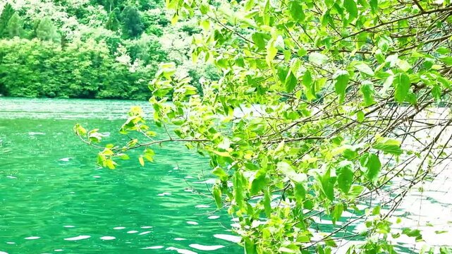 Branches full of green leaves touch the water of a lake. Lake Levico is a lake in Trentino, Italy. It is located in the municipality of Levico Terme