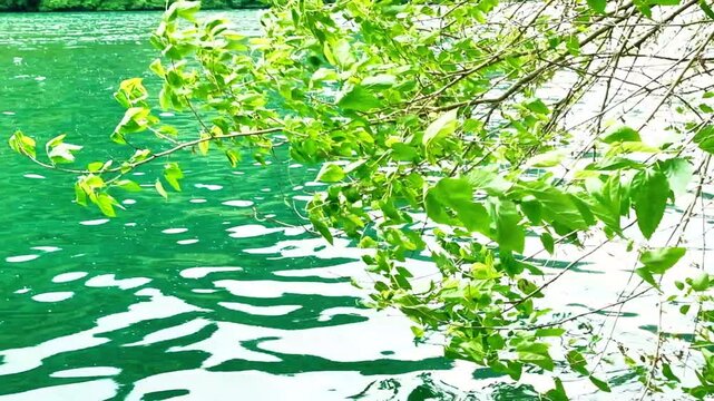 Branches full of green leaves touch the water of a lake. Lake Levico is a lake in Trentino, Italy. It is located in the municipality of Levico Terme