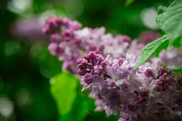 Fototapeta premium Nice macro photo of lilac flowers under the rain at Hryshko National Botanical Garden, Kiev, Ukraine