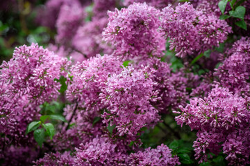 Obraz premium Nice macro photo of lilac flowers under the rain at Hryshko National Botanical Garden, Kiev, Ukraine