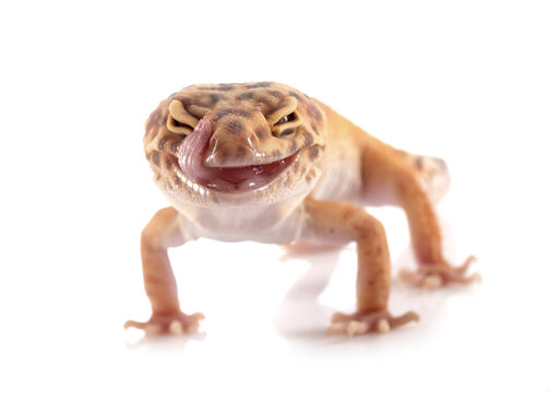 Leopard gecko in studio