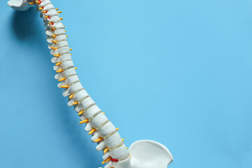 Fototapeta premium close up top view on human skeleton back and spine bone on blue background for treatment and healthcare concept