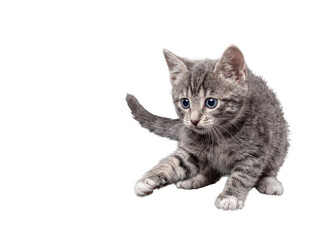Fototapeta premium Playful gray tabby kitten in a stalking pose, looking alertly. Isolated on transparent background.