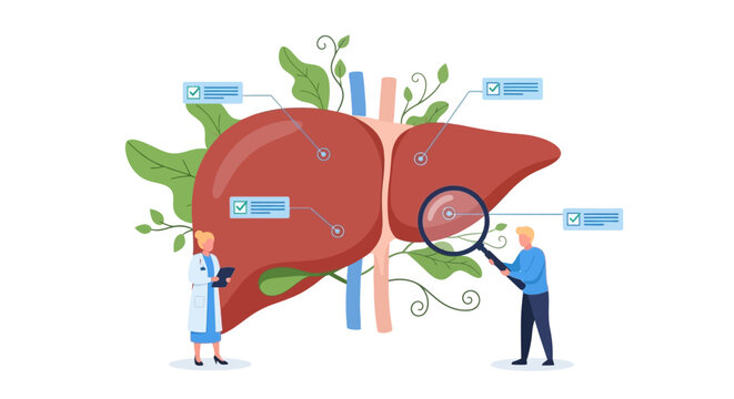 Liver anatomy illustration, human liver diagram, medical infographic, healthcare vector, organ chart
