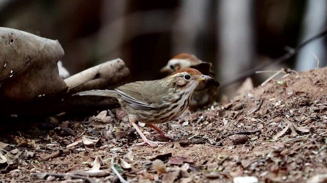 Puff-throated Babbler or Spotted Babbler Pellorneum ruficeps act on the wood