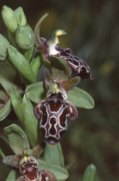 Orphys kotschyi Orphys kotschyi or Cyprus bee orchid or Kotschy's ophrys closeup of flowers and buds