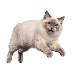 Expressive ragdoll cat with stunning blue eyes captured mid-action, mouth open in a surprised or playful look. © Philip