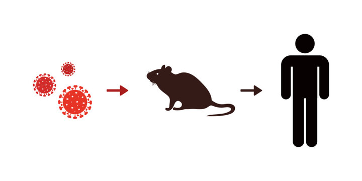 Hantavirus transmission infographic with rodent-to-human infection pathway. Medical vector illustration