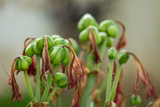 Gros plan sur des amaryllis fan&eacute;s
