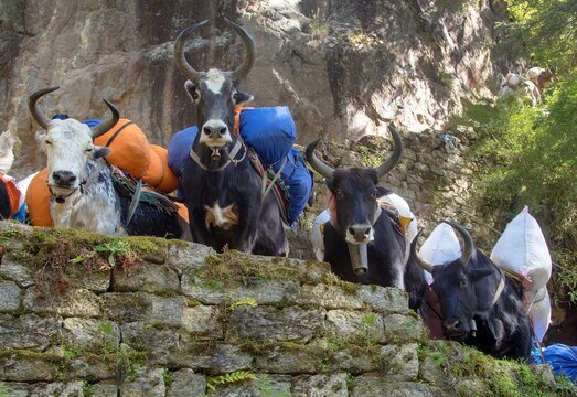 Caravan of yaks or dzo on the way to Everest base camp