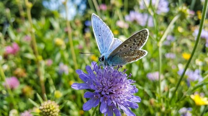 Fototapeta premium Blue morpho butterfly on purple flowers in garden, Concept of nature and wildlife, Represents spring and beauty made by AI generative