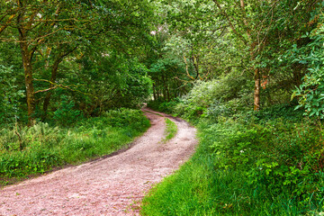 Naklejka premium Outdoor, trees and dirt road landscape in forest for natural tourism, woodland park and scenery. Countryside, foliage and gravel trail in green environment for scenic route, travel and nature reserve