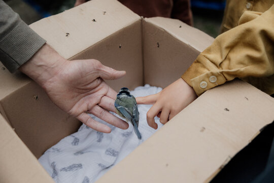 Gentle rescue of injured blue tit held safely in caring hands