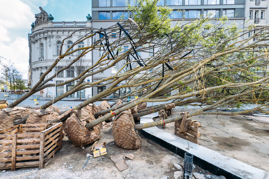 Row of young trees with root balls wrapped in burlap lies on ground at urban construction site. Municipal landscaping services, green infrastructure development, urban canopy restoration.