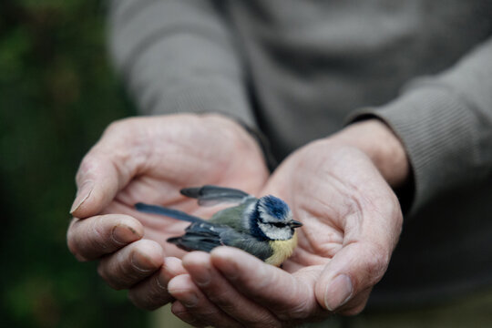Gentle rescue of injured blue tit held safely in caring hands