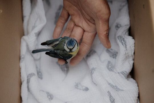 Gentle rescue of injured blue tit held safely in caring hands