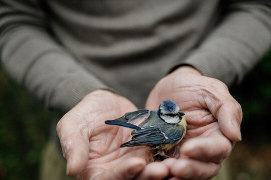Gentle rescue of injured blue tit held safely in caring hands