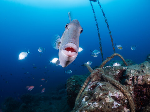 Gray triggerfish swimming underwater in deep blue ocean