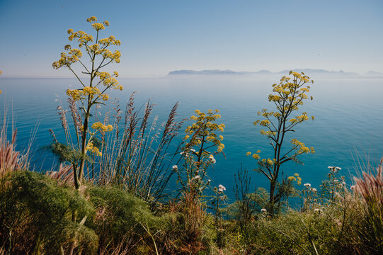 Giant fennel overlooking Mediterranean Sea in Zingaro, Sicily