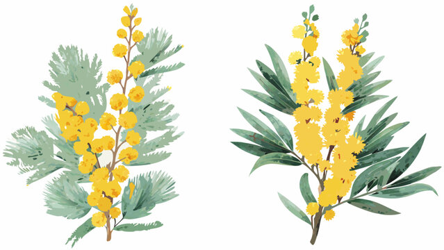 watercolor illustrations of mimosa branches with yellow flowers and green foliage on a white background