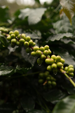 Cluster of green coffee beans on branch, Munduk, Bali