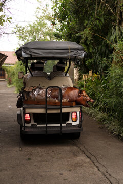 Roasted suckling pig on golf cart in jungle road, Bali