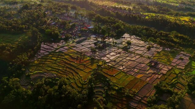 Traditional Balinese agriculture at Tegallalang &ndash; Majestic emerald rice paddies and tropical jungle landscape in the heart of Ubud, Bali