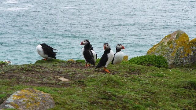 A small group of puffins stands on a moss-covered cliff overlooking the ocean. Perfect for wildlife documentaries or educational content.