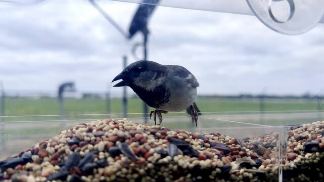 A house sparrow pecks at a pile of mixed seeds within a clear bird feeder. The small bird enjoys its meal against a soft-focus background of a cloudy sky and green landscape, highlighting nature's sim