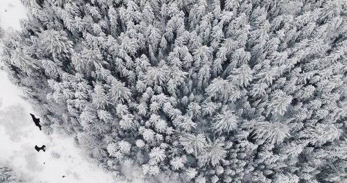 Drone moves top down while drifting right over a dense pine forest coated in fresh snowfall, revealing layered textures of snow-covered treetops within the Adirondack wilderness.