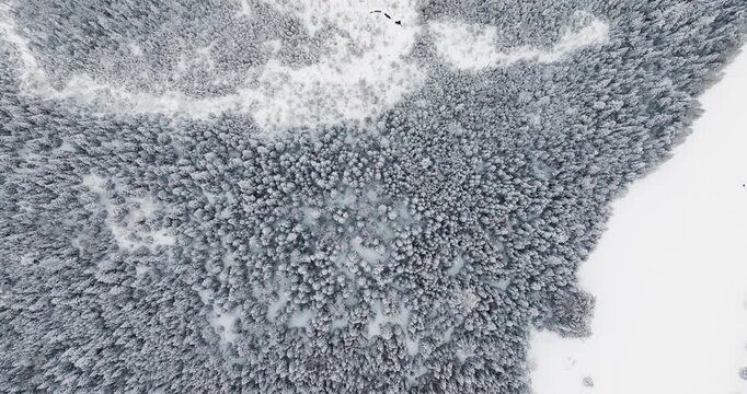 Drone combines a top down push in with a gradual ascent over a dense Adirondack forest blanketed in fresh snowfall, revealing clusters of snow-covered pines and expanding winter textures.