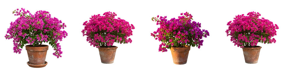Fototapeta premium Four Vibrant Pink Bougainvillea Flowers in Terracotta Clay Pots Isolated on White Background - Beautiful Potted Mediterranean Ornamental Plants for Garden and Home Decor.
