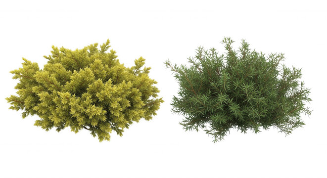 Two isolated evergreen shrubs, one with yellow-green foliage and one with dark green needle-like leaves, set against a black background