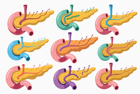Collection of anatomical diagrams showcases variations of the human pancreas and its surrounding duct systems for study.