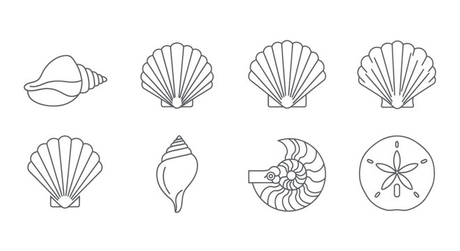 Seashells Vector Icons Set: Nautilus, Conch, Scallop, Sand Dollar Outline Collection