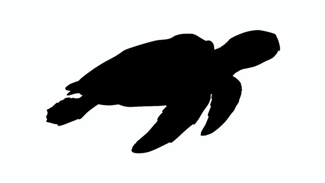 turtle silhouette vector