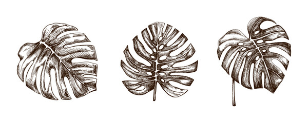 Hand drawn vintage sketch set of tropical monstera leaves botanical engraved illustration isolated on light background © Mariia Mazaeva
