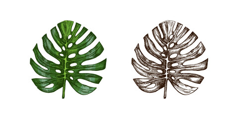 Hand drawn vintage sketch set of tropical monstera leaves botanical engraved foliage illustration isolated design © Mariia Mazaeva