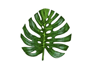 Hand drawn vintage sketch of tropical monstera leaf in green botanical engraved foliage illustration isolated © Mariia Mazaeva