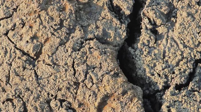 Dragon fly on mud crack or dried cracked soil.