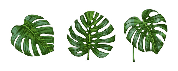 Hand drawn vintage set of green tropical monstera leaves in botanical engraved sketch illustration style © Mariia Mazaeva