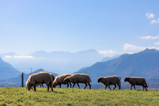 Schafe grasen vor Zugspitzpanorama