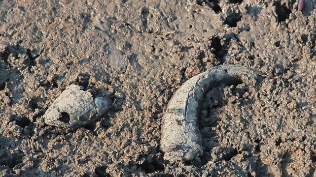 Fish bone carcasses on mud crack or dried cracked soil. Arid.