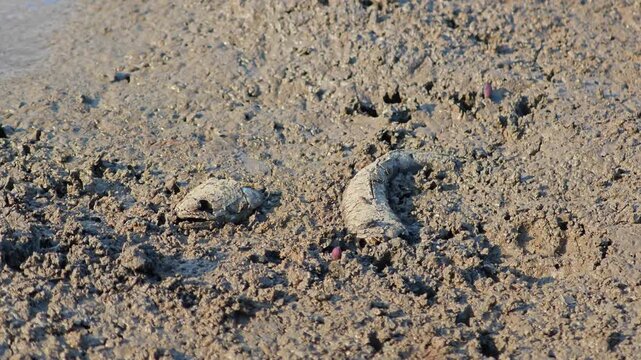 Fish bone carcasses on mud crack or dried cracked soil. Arid.
