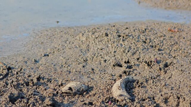 Fish bone carcasses on mud crack or dried cracked soil. Arid.