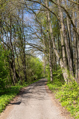 Fototapeta premium very small road in the forest