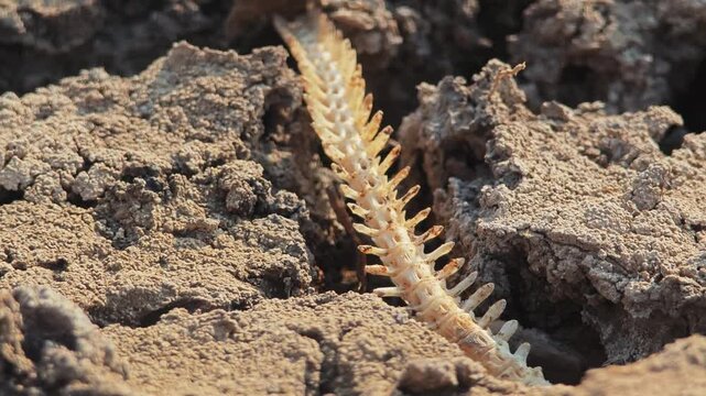 Fish bone carcasses on mud crack or dried cracked soil. Arid.